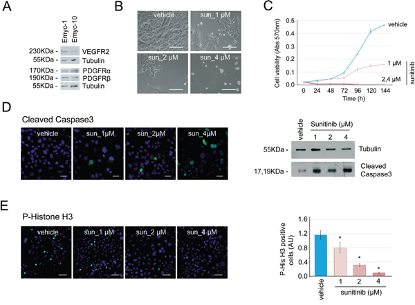 Cells derived from Ela-myc pancreatic tumors are sensitive to sunitinib in vitro.