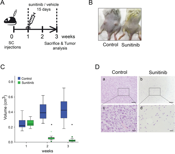 Ela-myc&#x2013;derived subcutaneous tumors are sensitive to sunitinib.