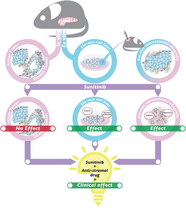 Working model of the in vivo and in vitro effects of sunitinib in the Ela-myc mouse model.