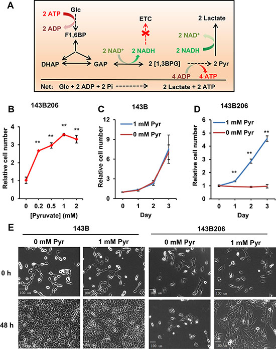 Endogenous pyruvate from glycolysis is not sufficient to support 143B206 proliferation.