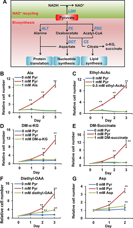 Effects of pyruvate-derived metabolites on 143B206 cell proliferation in the absence of pyruvate.