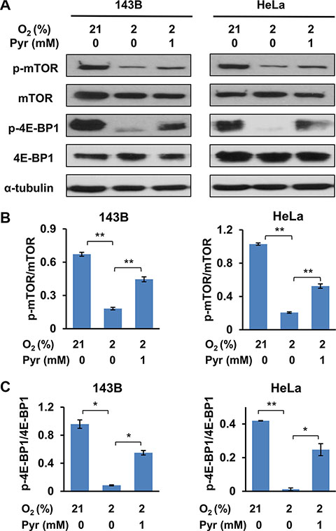 Exogenous pyruvate relieves inhibition of mTOR by hypoxia.