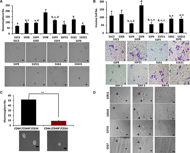 CD49f+/CD24&#x2212; single-cell derived clones have different self-renewal and invasion capabilities.