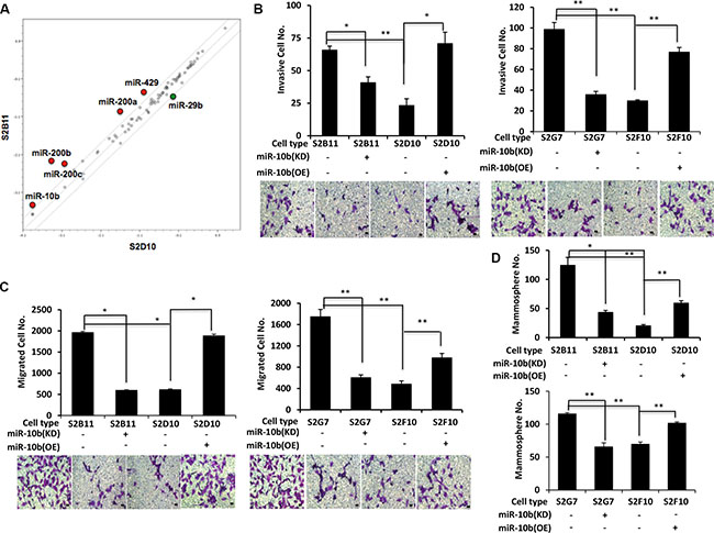 miR-10b is a key regulator for of migration and invasion capacity in aggressive CD49f+/CD44+/CD24&#x2212; single-cell derived clones.