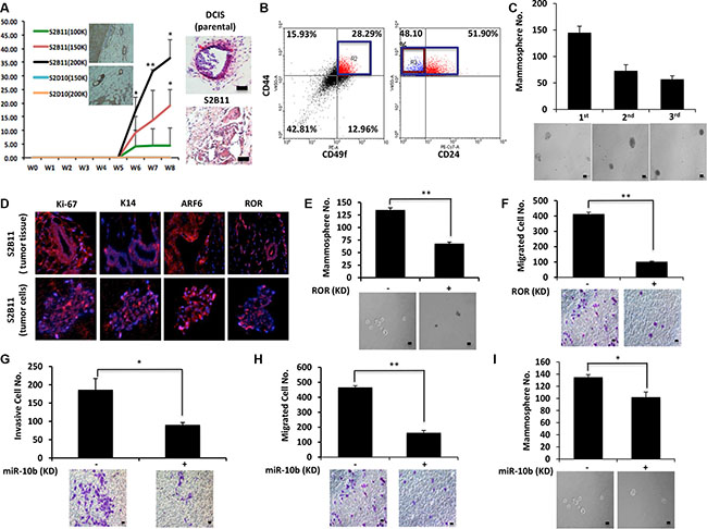 Aggressive CD49f+/CD44+/CD24&#x2212; single-cell derived clones show tumorigenesis in vivo.