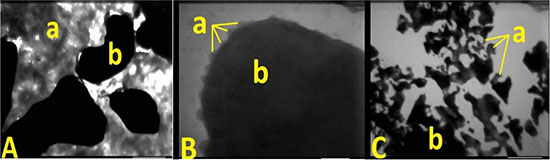 Scanning electron microscopy image of the new tracer, ICG (a) combined with the Rituximab (b).