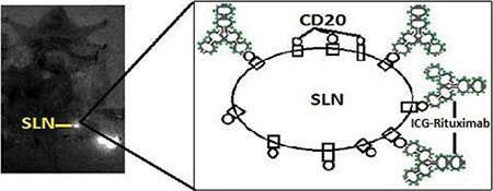 The statue of antibody-receptor connection does not reach saturation.