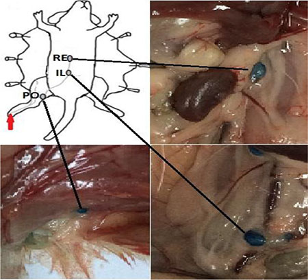 Lymphatic drainage of mouse footpad after methylene blue injection (red arrow).