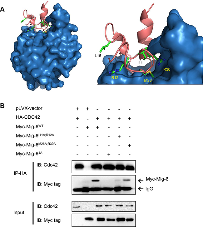 Four amino acid residues (Ile11, Arg12, Met26 and Arg30) in the CRIB domain of Mig-6 are essential for Mig-6 binding to Cdc42.