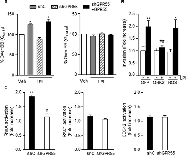GPR55-driven pro-invasive responses involve coupling to Gq/11 and activation of RhoA.