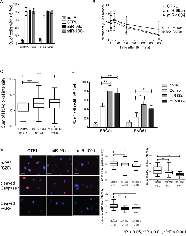 Suppression of miR-99a and 100 promotes DNA repair enhance recruitment of DNA repair proteins.