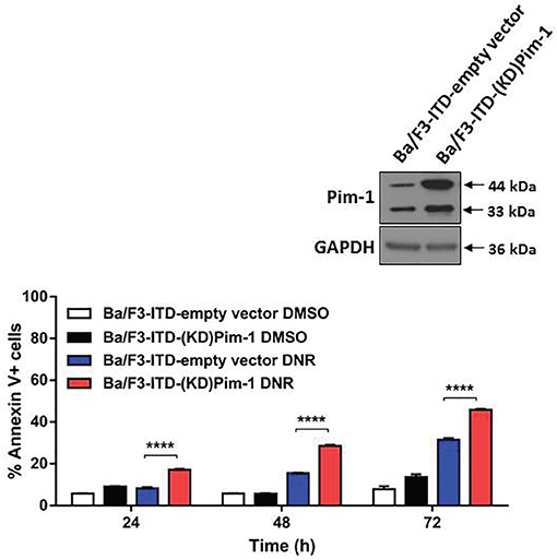 FLT3-ITD cells with kinase-dead mutant Pim-1 kinase are sensitized to apoptosis induction by topoisomerase 2 inhibitor.