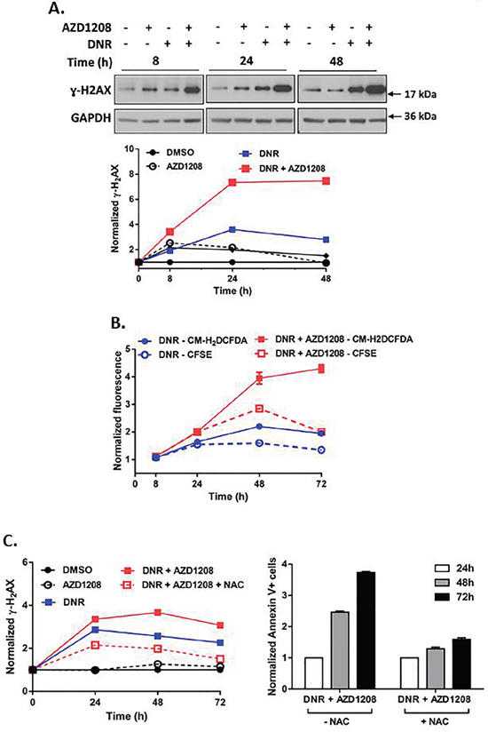 Pim kinase inhibitor enhances induction of DNA damage and ROS generation by topoisomerase 2 inhibitors in cells with FLT3-ITD.