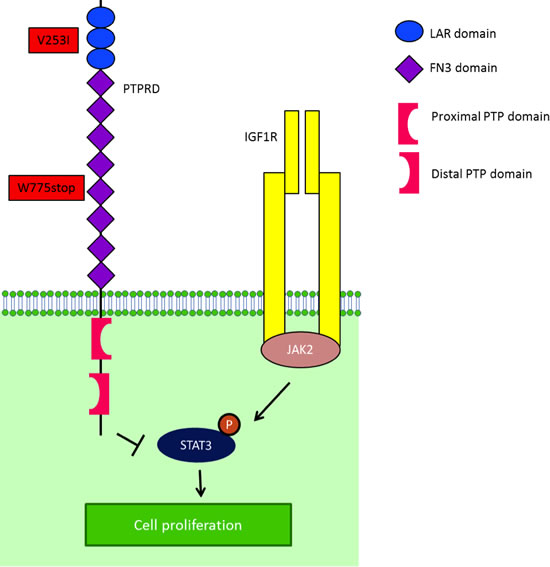 IGF-1R is one of the mediators of STAT3 activity.