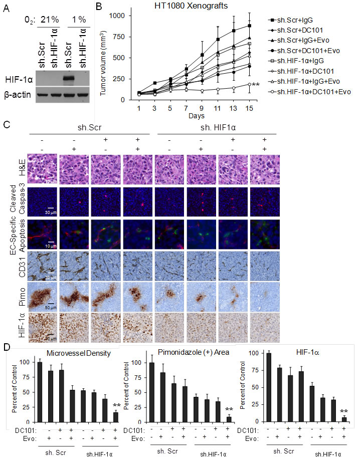 DC101, evofosfamide, and HIF-1&#x3b1; shRNA treatment of HT1080 sarcomas.