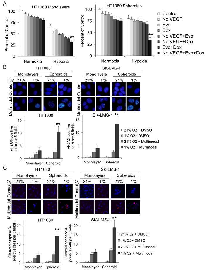 Multimodal therapy effects on sarcoma monolayer and spheroid cell proliferation, DNA damage, and apoptosis.