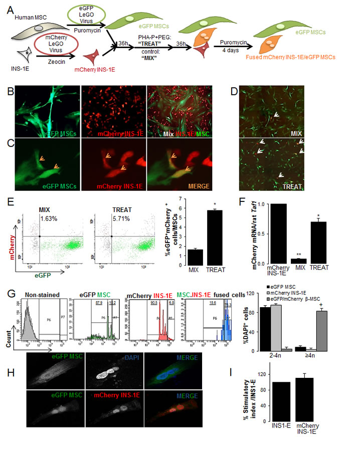 Generation of rat-human &#x3b2;-MSC heterokaryons.