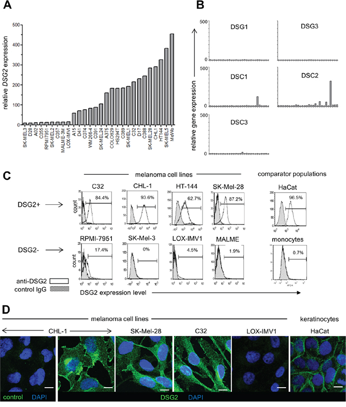 DSG2 is heterogeneously expressed by human melanoma cell lines.