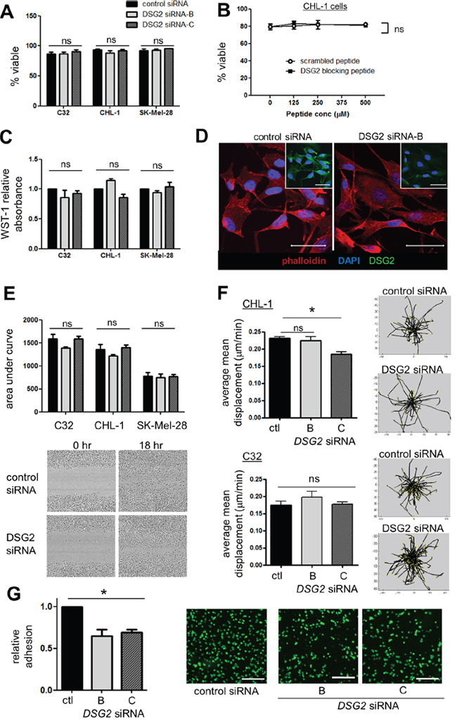 Effect of DSG2 inhibition on cell survival, proliferation, cytoskeletal structure, migration and adhesion.