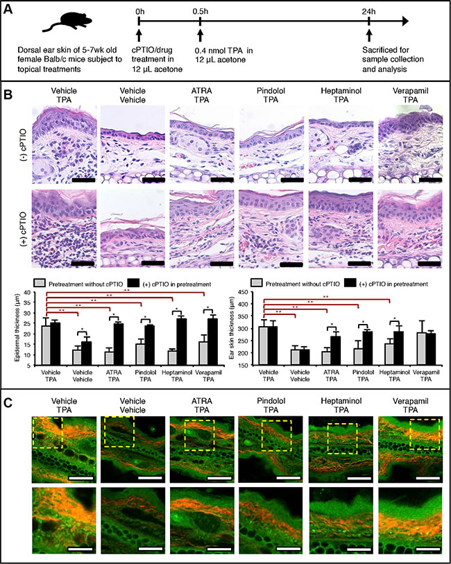 NO-dependent drug pretreatment effects against acute TPA-induced inflammatory skin changes in Balb/c mouse ear skin.