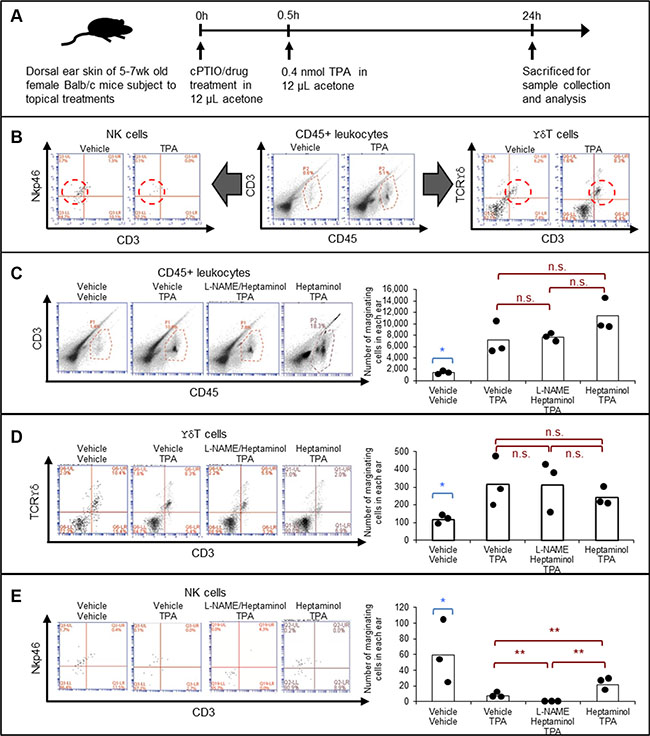 Heptaminol attenuates the TPA-induced selective depletion of tissue-marginating NK cells, and topical L-NAME pretreatment abrogates this protective effect.