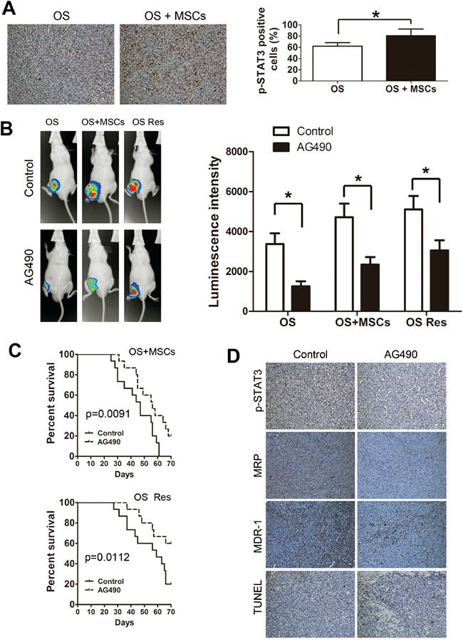 Inhibition of STAT3 enhances the sensitivity of osteosarcoma to chemotherapy in vivo.