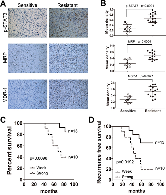 STAT3 is critical for the clinical chemotherapeutic outcomes of osteosarcoma.