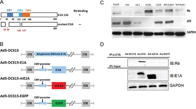 The mutant adenoviral E1A lost the ability to bind to cellular Rb protein.