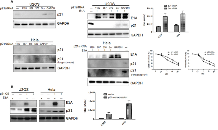 Protein p21expression was involved in E1A or mE1A mediated apoptosis.