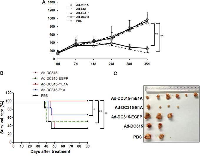 The antitumor efficacy of Ad-DC315-E1A and Ad-DC315-mE1A in tumor xenograft nude mice.