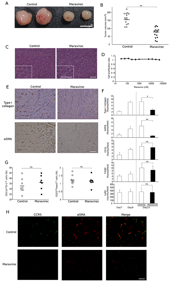 Effects of maraviroc on colon 26 cell tumor formation.