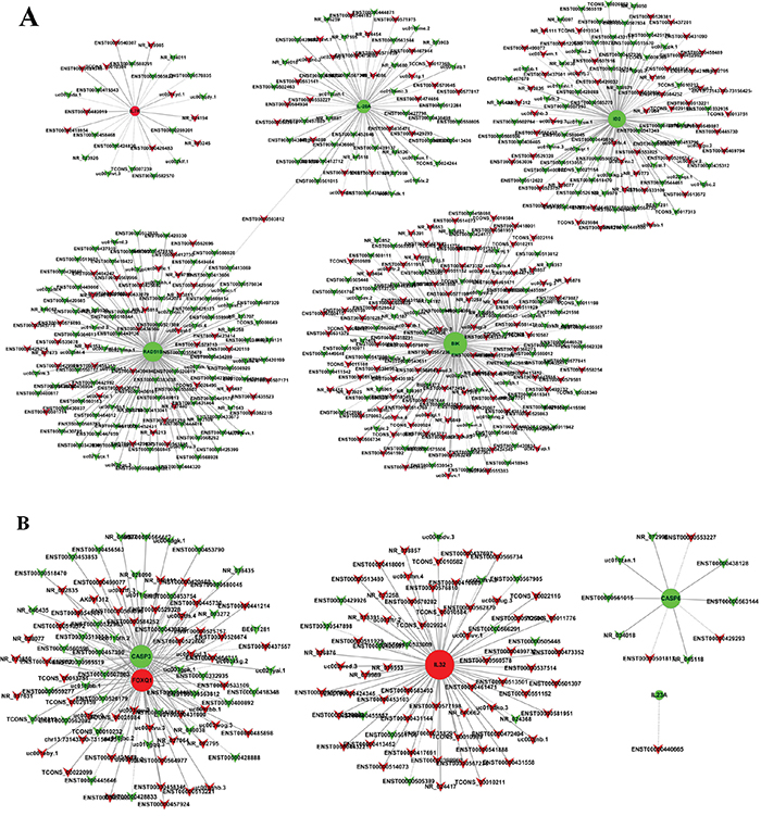 Coding non-coding gene co-expression networks in SiHa A. and HeLa B.