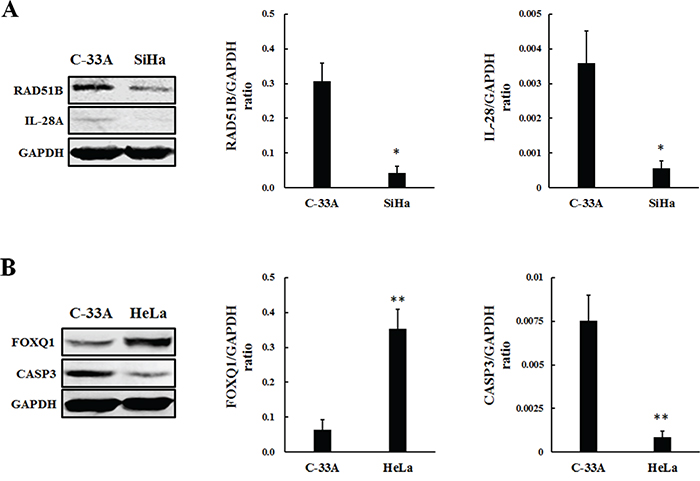 Protein level changes of lncRNAs related coding genes in SiHa A. and HeLa B.