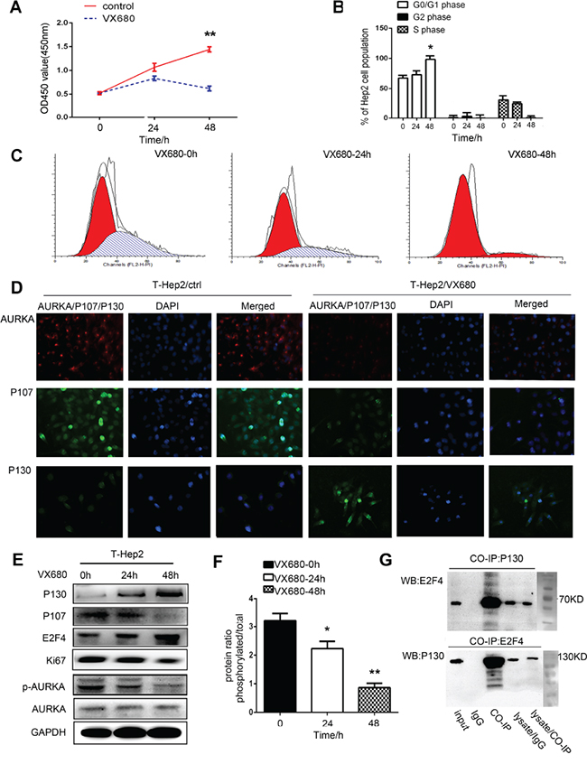 AURKA downregulation induced dormancy in T-Hep2 cells.