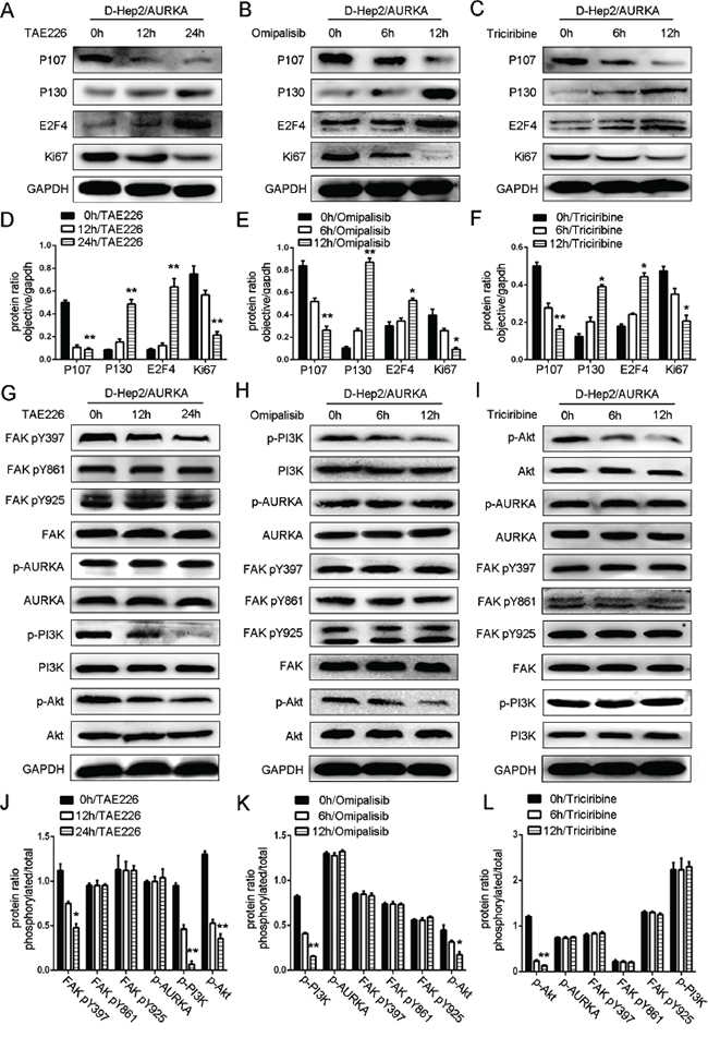 Effects of FAK/PI3K/Akt inhibition on dormancy-related protein expression.
