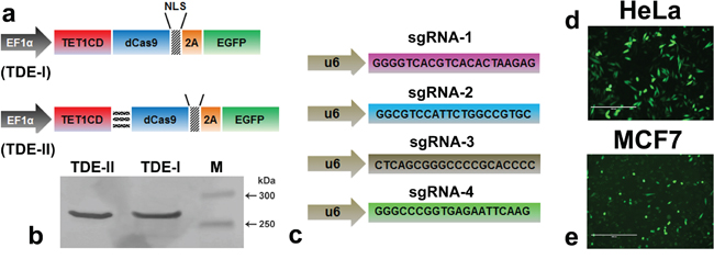 The modular design of CRISPR-dCas9 system for TET1 mediated targeting at BRCA1 promoter.