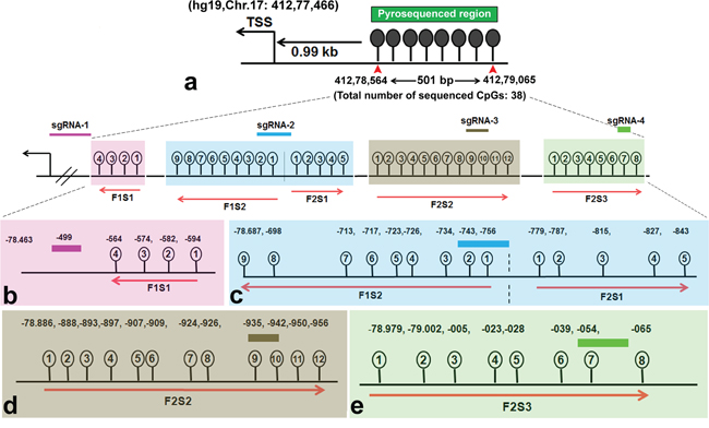 Target BRCA1 promoter region for loci specific demethylation.