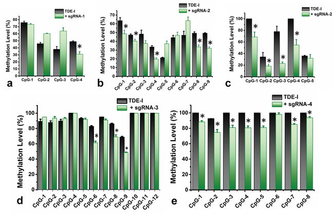 Quantitative determination of DNA demethylation levels at the target CpG sites in BRCA1 promoter.