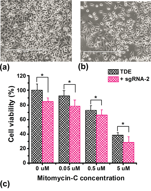 Overexpression of BRCA1 inhibits cell proliferation.