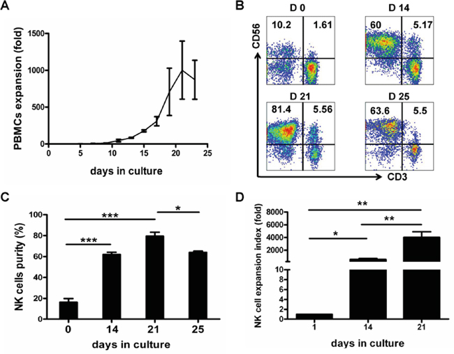 Time course of in vitro expansion of PBMCs and NK Cells.