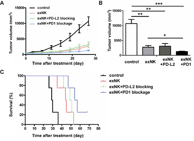 Expanded NK (exNK) cell transfusion suppressed tumor growth and prolonged survival of myeloma bearing mice.