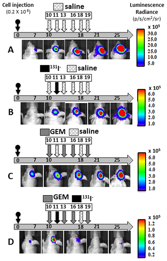 Effects of gemcitabine, 131I-, and combination treatment on MDA-MB-231Br &#x2013;NIL BCBM.