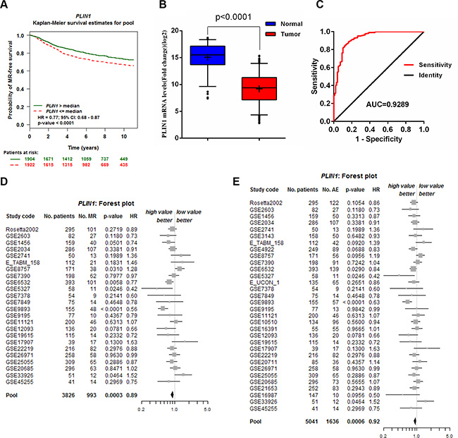 Validation of the PLIN1 gene signature for predicting survival.