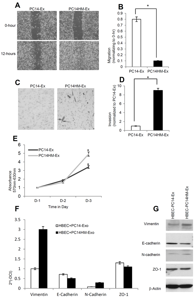 Exosomes from highly metastatic cells induce migration, invasion and vimentin expression in recipient HBEC cells.