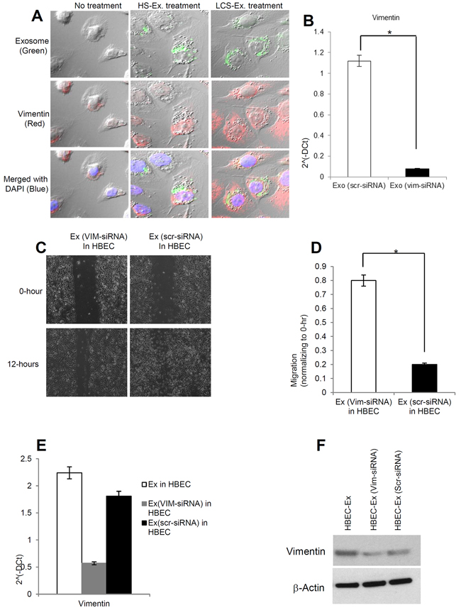Vimentin induced by exosomes is necessary for human lung cancer to induce EMT in recipient HBEC cells.