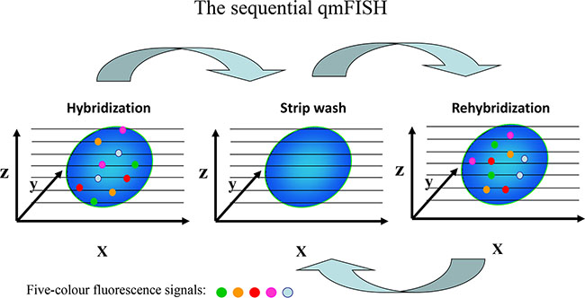 Schematic of the sequential qmFISH strategy.