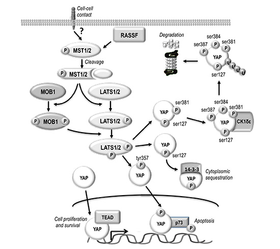 Schematic representation of HIPPO/YAP pathway.