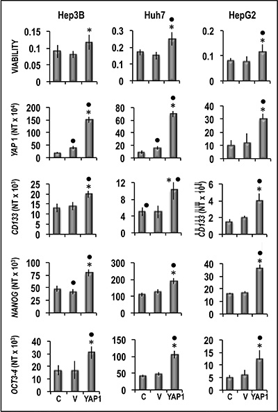 Effect of YAP1 forced overexpression on the viability and expression of CD133, NANOG and OCT3-3/4 of human Hep3B, Huh7, and HepG2 liver cancer cells.