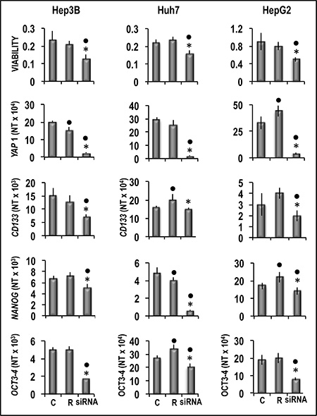 Analysis of the effect of YAP1 inhibition by specific siRNA on the viability and expression of CD133, NANOG and OCT3-3/4 of human Hep3B, Huh7, and HepG2 liver cancer cells.