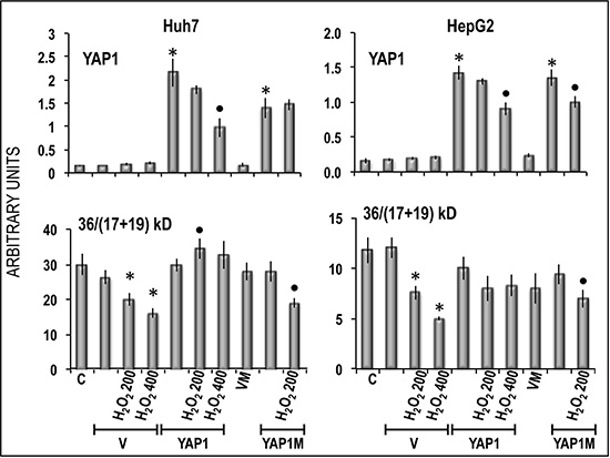 Inhibition by YAP1 of apoptosis induced in Huh7 and HepG2 cells by oxygen peroxide.